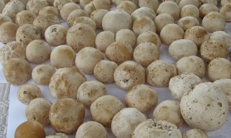 Продам гриб веселку панну - фото № 6