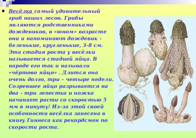Продам гриб веселку панну - фото № 7