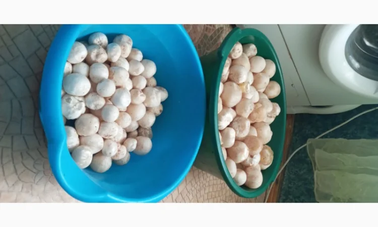 Настоянка гриба Веселки звичайної - фото № 1