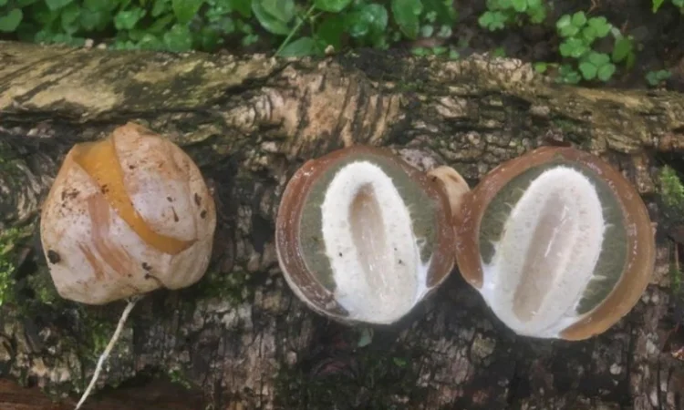 Настойка гриба весёлки( 3-х литровая банка) - фото № 1