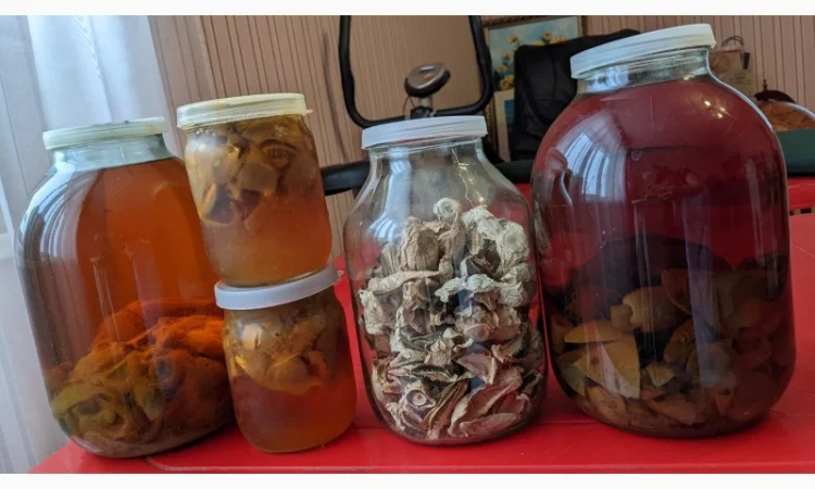 Продам гриб Веселку - 2024 - фото № 2