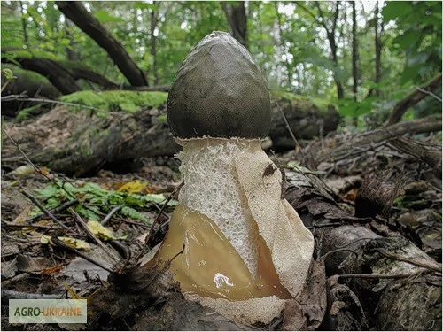 Веселка обыкновенная (настойка) - фото № 1