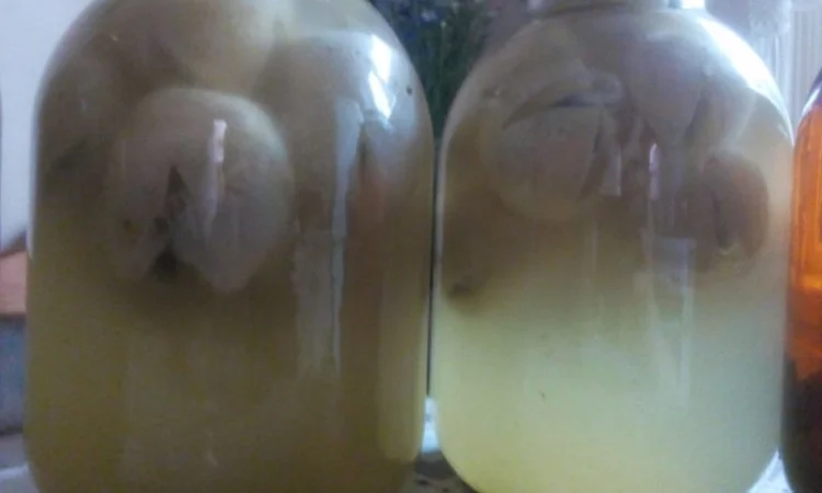 Продам настойку гриба веселка - фото № 2