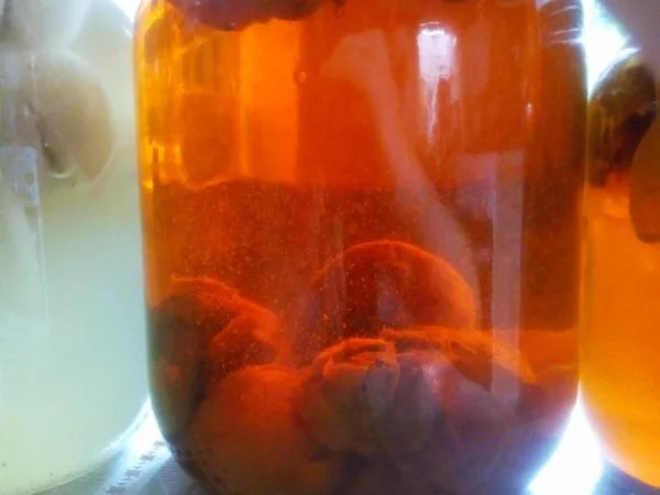 Продам настойку гриба веселка - фото № 1