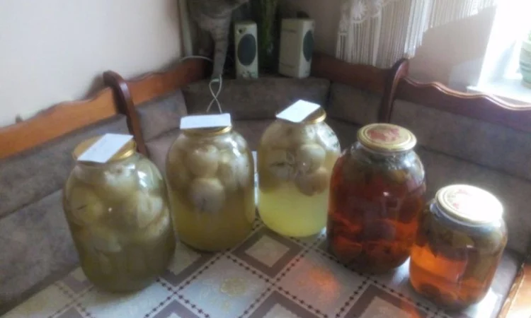 Продам настойку гриба веселка - фото № 3