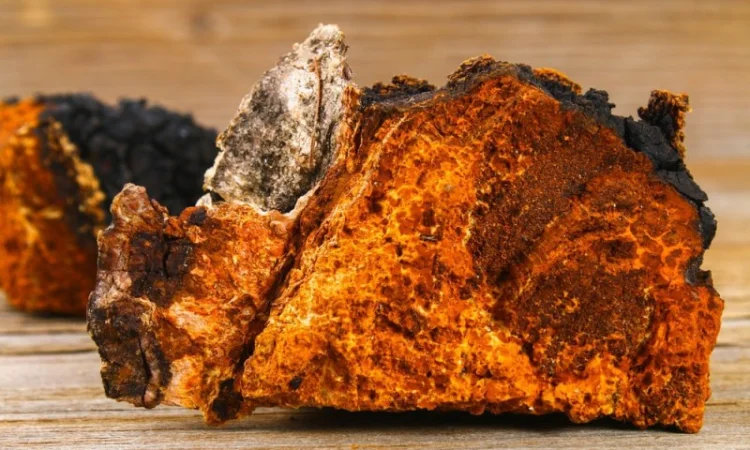 Гриб Чага в капсулах/ Рейши, Трутовик, Санхван - фото № 1