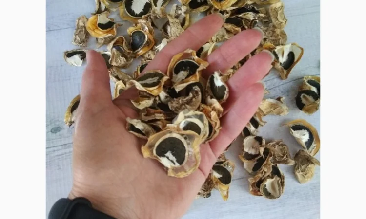 Гриб Веселка сушеный - фото № 1