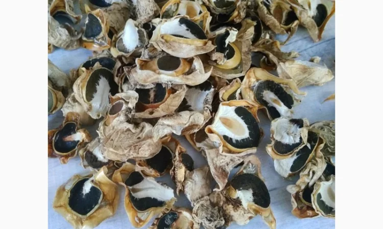 Гриб Веселка сушеный - фото № 2