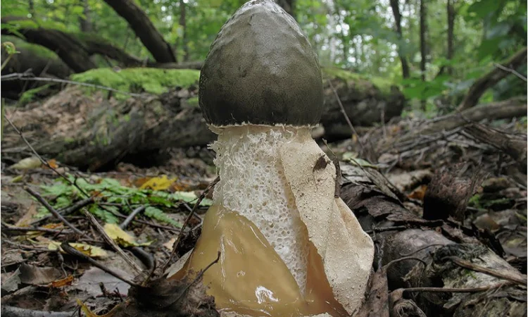 Мицелий веселки живой зерновой - фото № 1