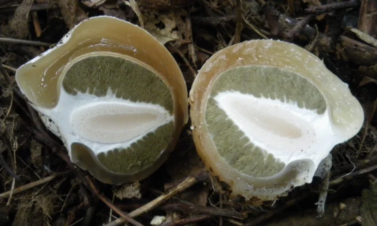 Мицелий веселки живой зерновой - фото № 10