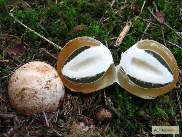 Мицелий веселки живой зерновой - фото № 11