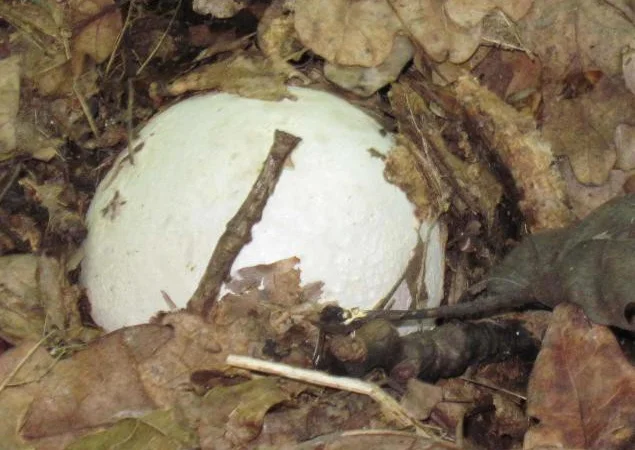 Мицелий веселки живой зерновой - фото № 12