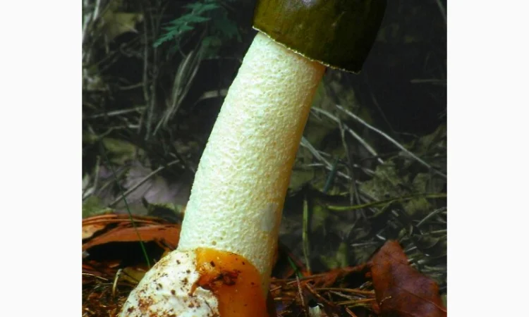 Мицелий веселки живой зерновой - фото № 2