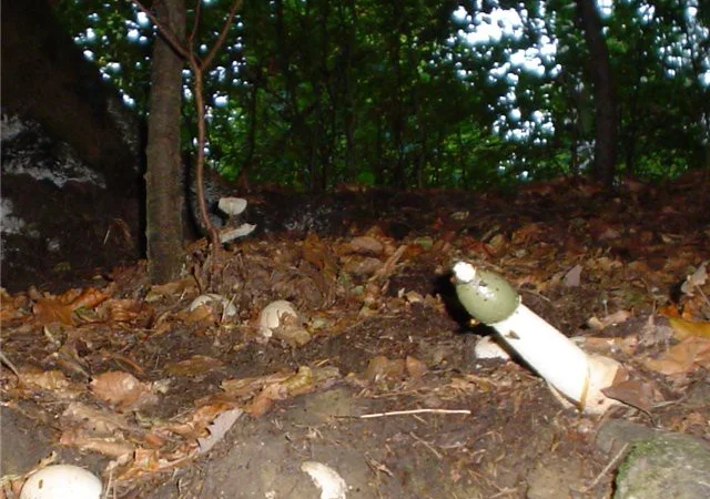 Мицелий веселки живой зерновой - фото № 5