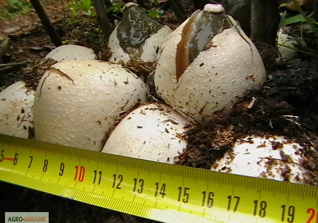 Мицелий веселки живой зерновой - фото № 7