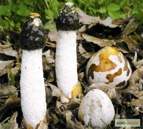 Мицелий веселки. Веселка обыкновенная. Выращивание в домашних условиях - фото № 10