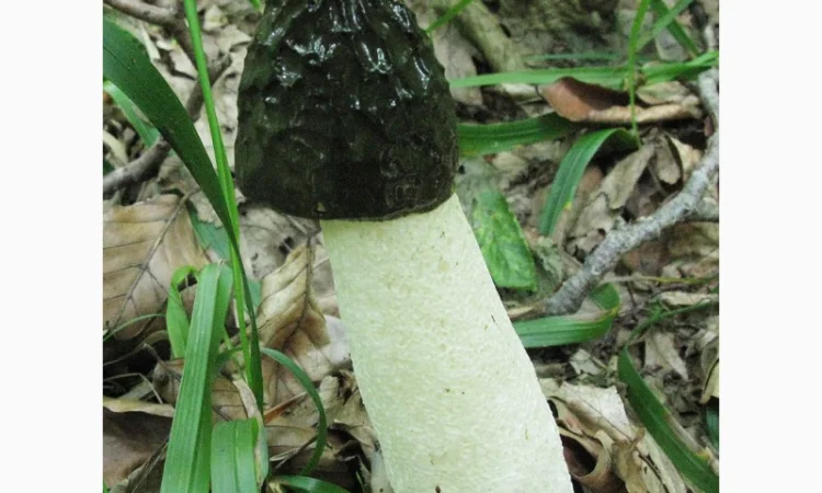 Мицелий веселки. Веселка обыкновенная. Выращивание в домашних условиях - фото № 12