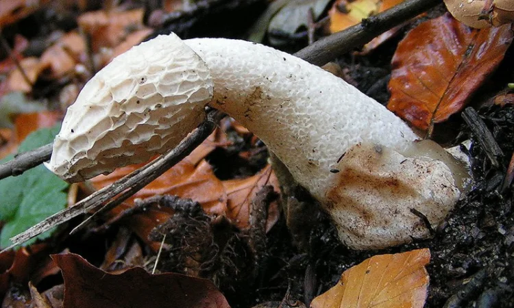 Мицелий веселки. Веселка обыкновенная. Выращивание в домашних условиях - фото № 13