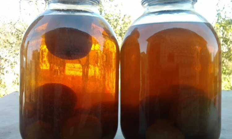 Мицелий веселки. Веселка обыкновенная. Выращивание в домашних условиях - фото № 15