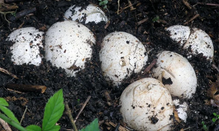 Мицелий веселки. Веселка обыкновенная. Выращивание в домашних условиях - фото № 2