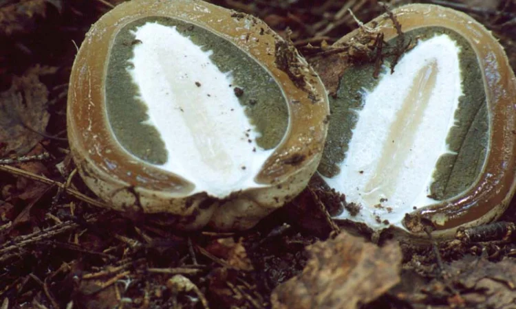 Мицелий веселки. Веселка обыкновенная. Выращивание в домашних условиях - фото № 3