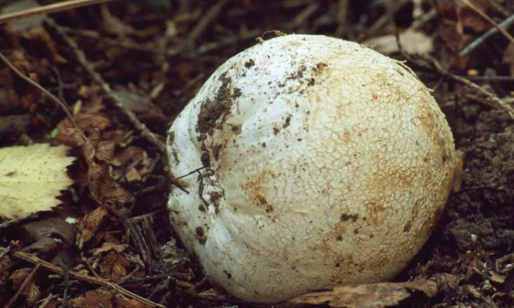 Мицелий веселки. Веселка обыкновенная. Выращивание в домашних условиях - фото № 4