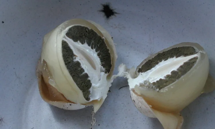 Мицелий веселки. Веселка обыкновенная. Выращивание в домашних условиях - фото № 5