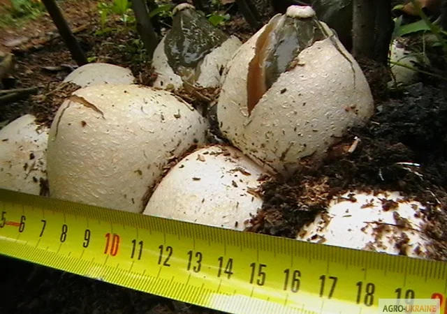 Мицелий веселки. Веселка обыкновенная. Выращивание в домашних условиях - фото № 7