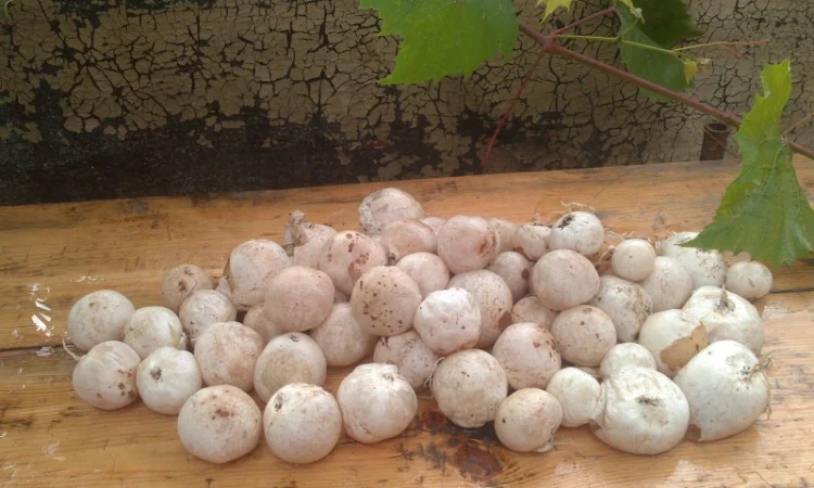 Мицелий веселки. Веселка обыкновенная. Выращивание в домашних условиях - фото № 8