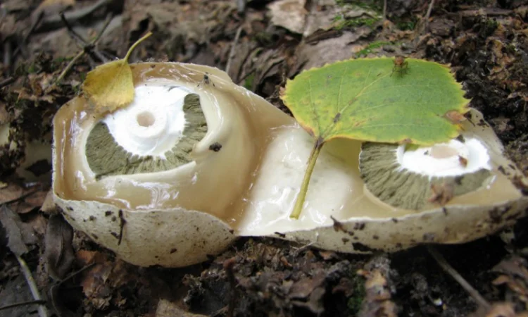 Мицелий веселки. Веселка обыкновенная. Выращивание в домашних условиях - фото № 9