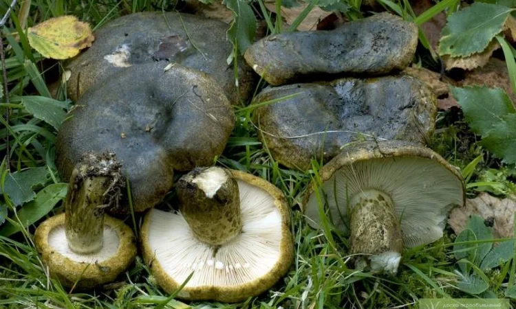 Мицелий грибов: дубовик,  чесночник,  рядовка,  говорушка,  дождевик,  веселка,  волнушка - фото № 2