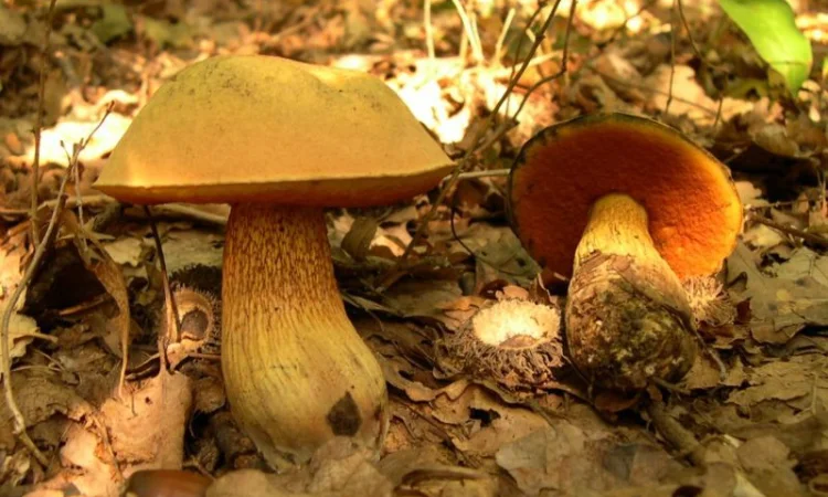 Мицелий грибов: дубовик,  чесночник,  рядовка,  говорушка,  дождевик,  веселка,  волнушка - фото № 3