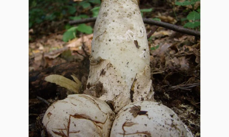Рассада грибов веселка обыкновенная. Мицелий веселки - гарантия качества,  супер-всхожесть - фото № 1