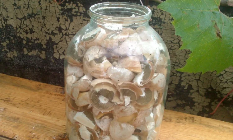 Рассада грибов веселка обыкновенная. Мицелий веселки - гарантия качества,  супер-всхожесть - фото № 5