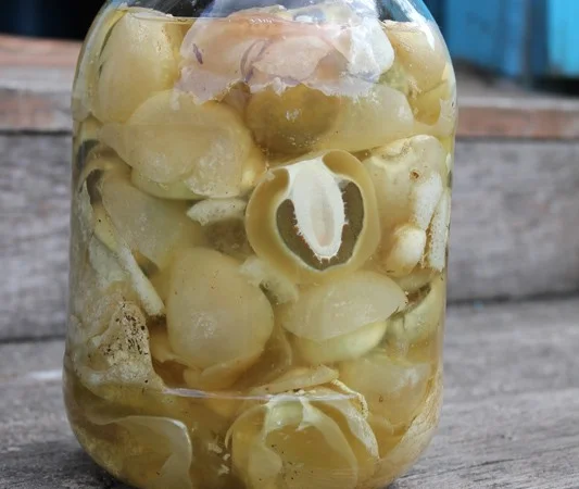 Рассада грибов веселка обыкновенная. Мицелий веселки - гарантия качества,  супер-всхожесть - фото № 6