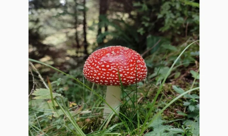 Куплю сушеные грибы, барсучий жир Лисички Веселка - фото № 1