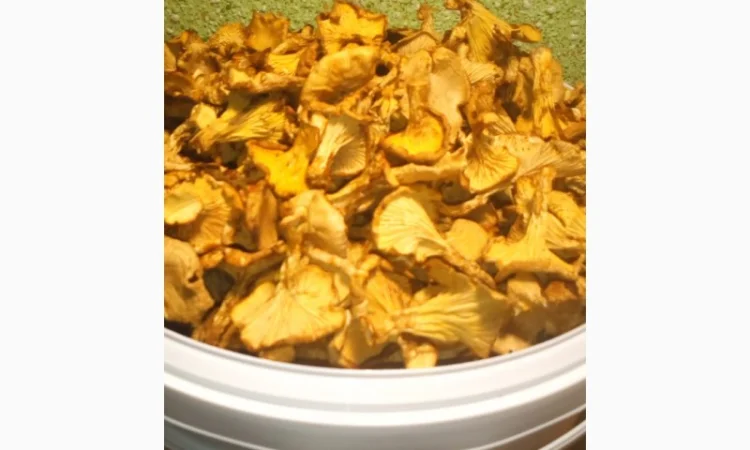 Сушені 35*C лисички гриби з Карпат - фото № 2