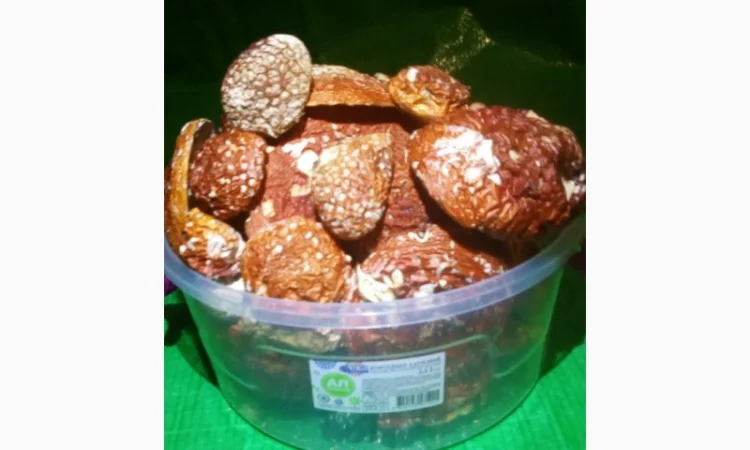 Мухомор червоний (красный): молоді шапочки сушені з Карпат - фото № 2