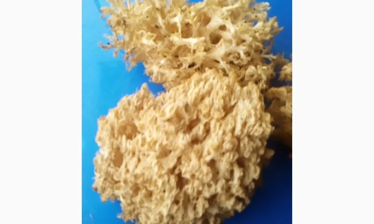 Мухомор червоний (красный): молоді шапочки сушені з Карпат - фото № 5