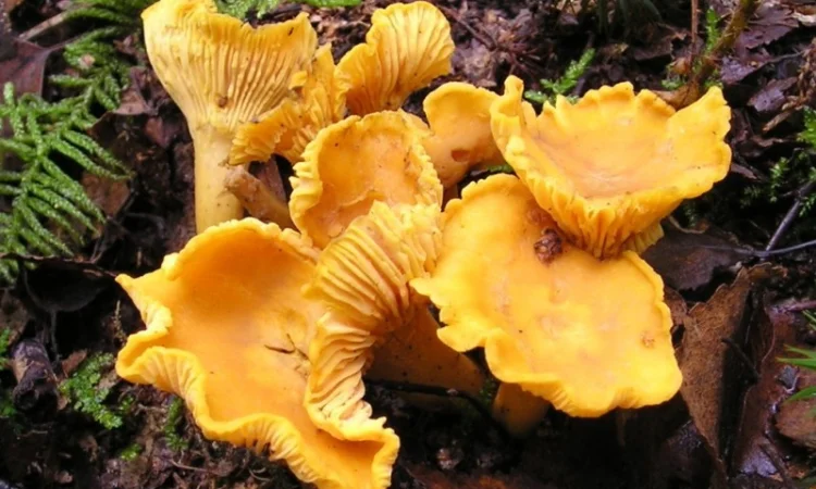 Лисички сушені - гриби – Карпати. Доставка по Києву - безплатно - фото № 3