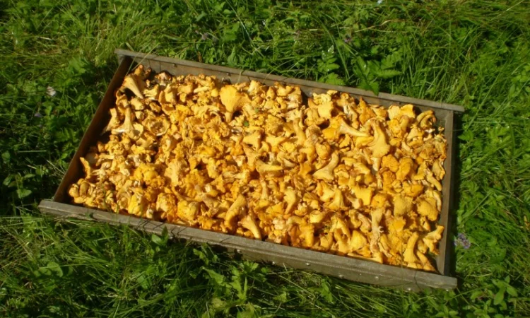 Лисички сушені - гриби – Карпати. Доставка по Києву - безплатно - фото № 5