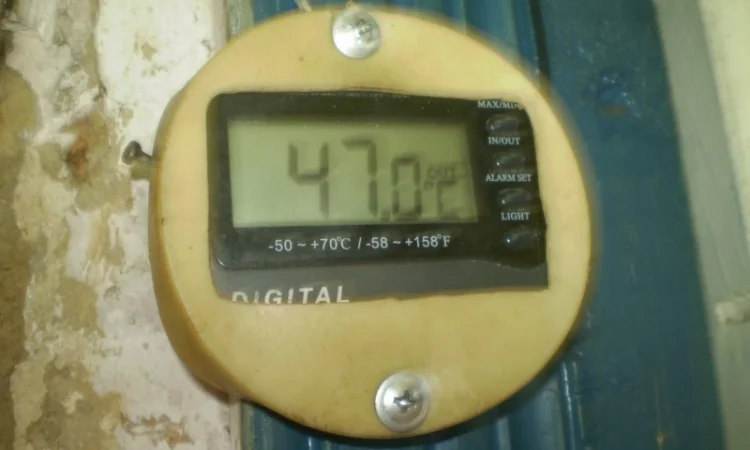 Лисички сушені - гриби – Карпати. Доставка по Києву - безплатно - фото № 6