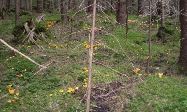 Лисички сушені - гриби – Карпати. Доставка по Києву - безплатно - фото № 7