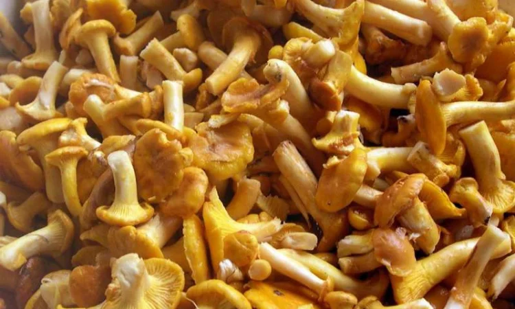 Лисички грибы замороженные - фото № 1