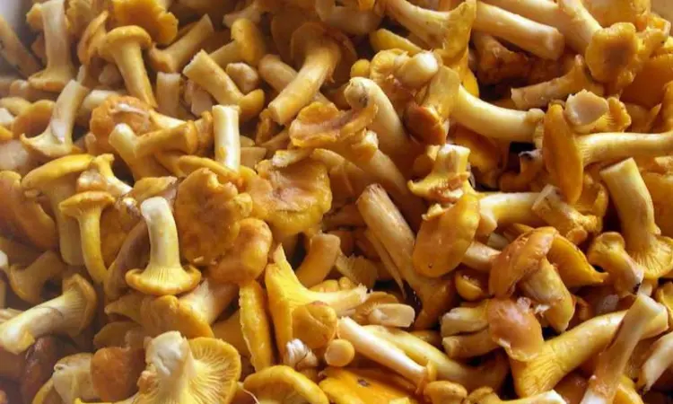 Лисички - замороженные грибы в продаже - фото № 1