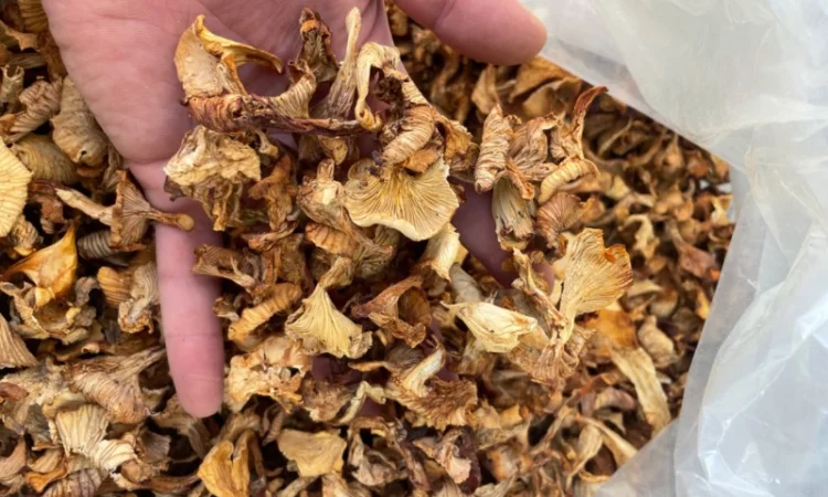 Продам сушену лисиччку - фото № 1