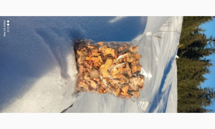 Продам Лисички сушені зібрані у високогірї Карпат - фото № 1