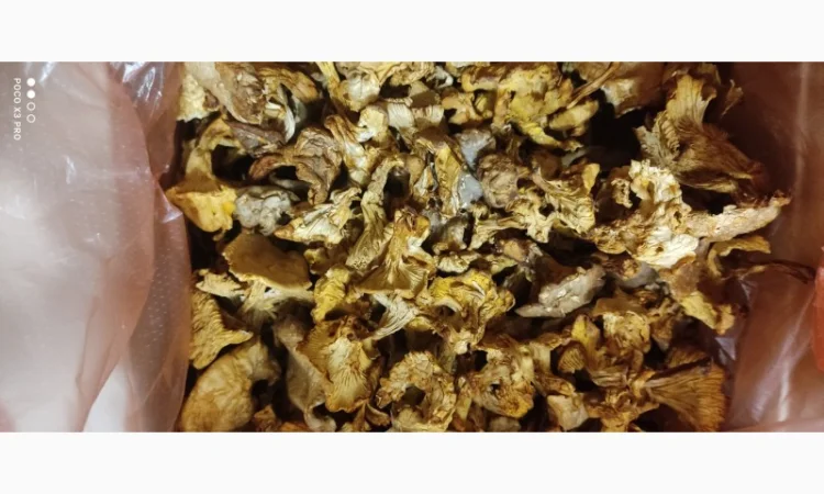 Продам Лисички сушені зібрані у високогірї Карпат - фото № 2