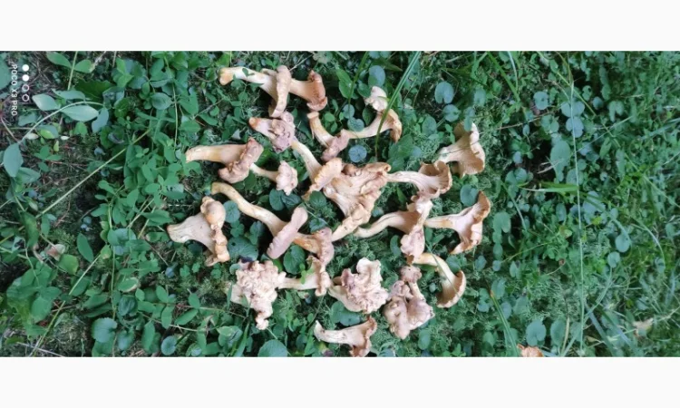 Продам Лисички сушені зібрані у високогірї Карпат - фото № 3