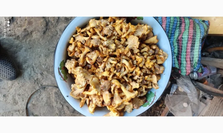 Продам Лисички сушені зібрані у високогірї Карпат - фото № 4